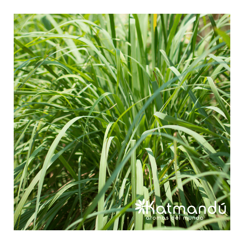 Aceite Esencial Lemongrass ORGÁNICO NCh 5ml