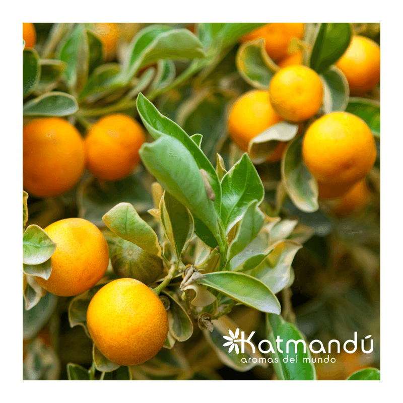Aceite Esencial Mandarina 5 ml.