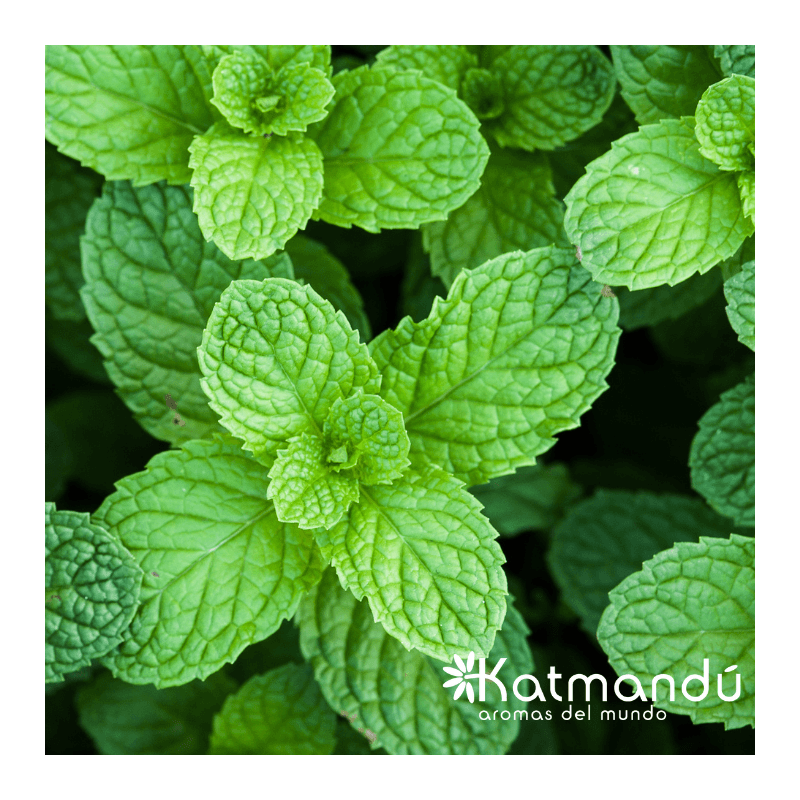 Aceite Esencial Menta ORGÁNICO NCh 5ml
